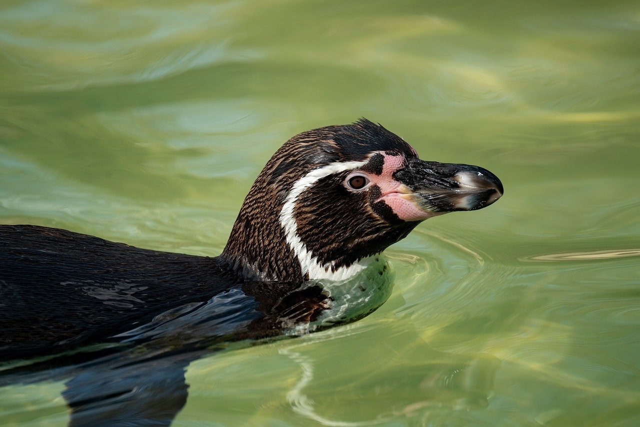 découvrez la beauté et la diversité des océans, ces vastes étendues d'eau qui abritent une incroyable richesse marine et jouent un rôle crucial dans l'équilibre de notre planète.