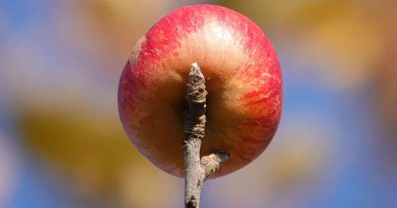 Que faire des restes de nourriture à la cantine scolaire ?